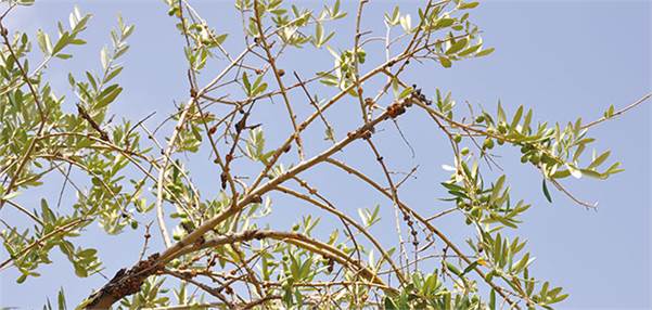 OOCC Research Targets Effective Management Strategies for Olive Knot